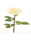 Τεχνητό Κλωνάρι Τριαντάφυλλο Λευκό 75 εκ. ύψος