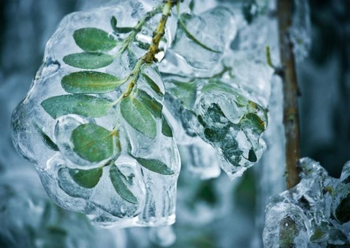 Προστασία φυτών από τον παγετό