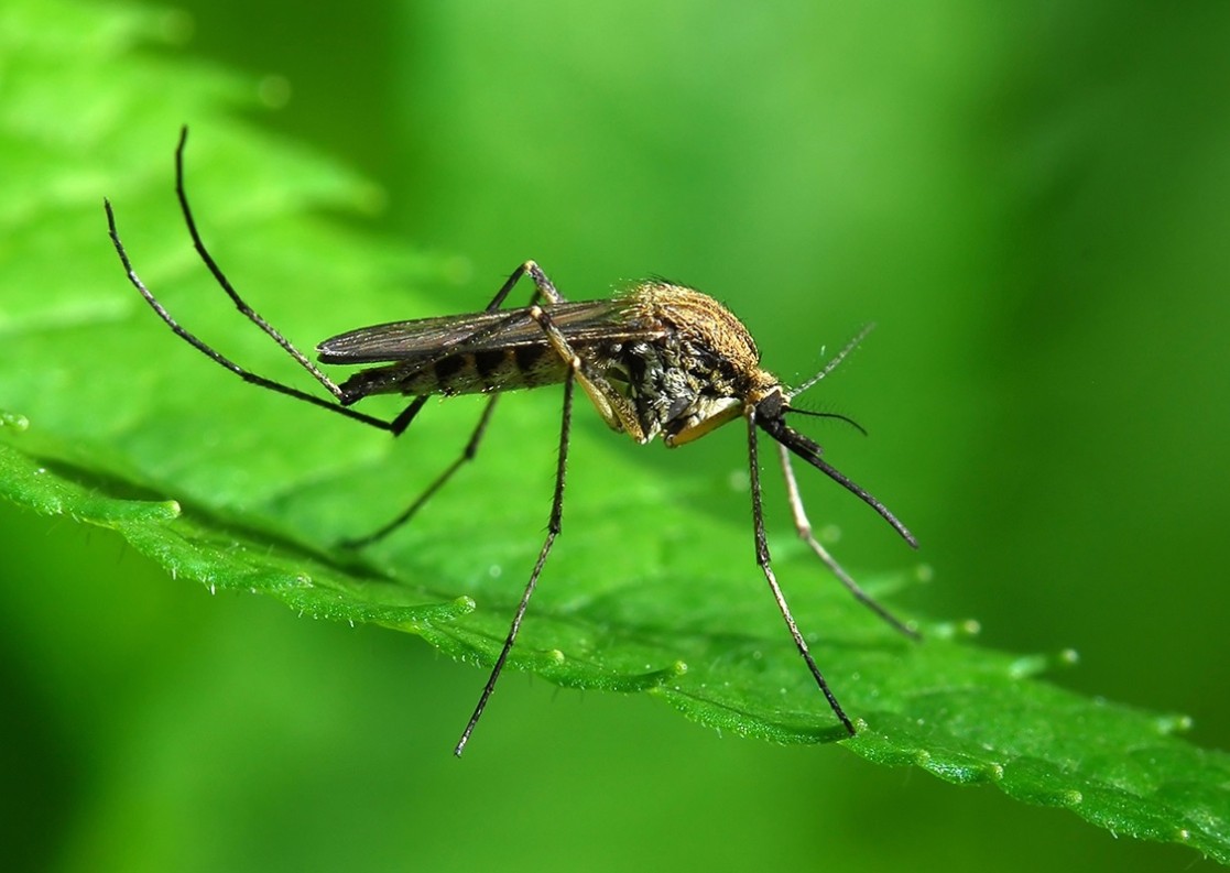 Δράσεις αντιμετώπισης για τα κουνούπια